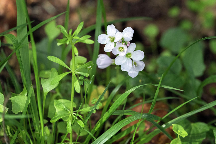 Slender Toothwort - Cardamine nuttallii - at Ruckle Provincial Par Photograph by Michael Russell