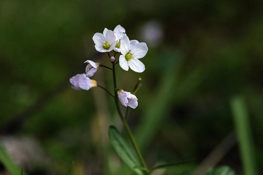 Slender Toothwort - Cardamine nuttallii Photograph by Michael Russell