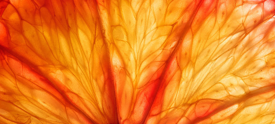 Slice Of Citrus Fruit With Backlit, Abstract Macro Photography Sicilian Blood Orange Fruit Close Up Background Photograph