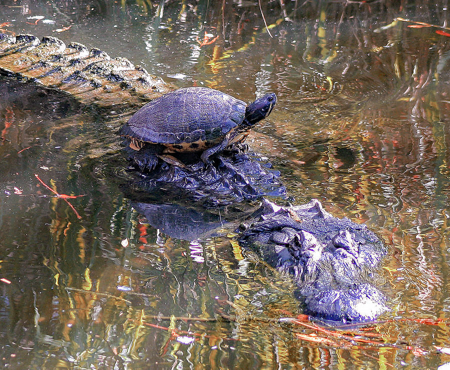 Slider and Al Photograph by Barbara Insalaco - Fine Art America