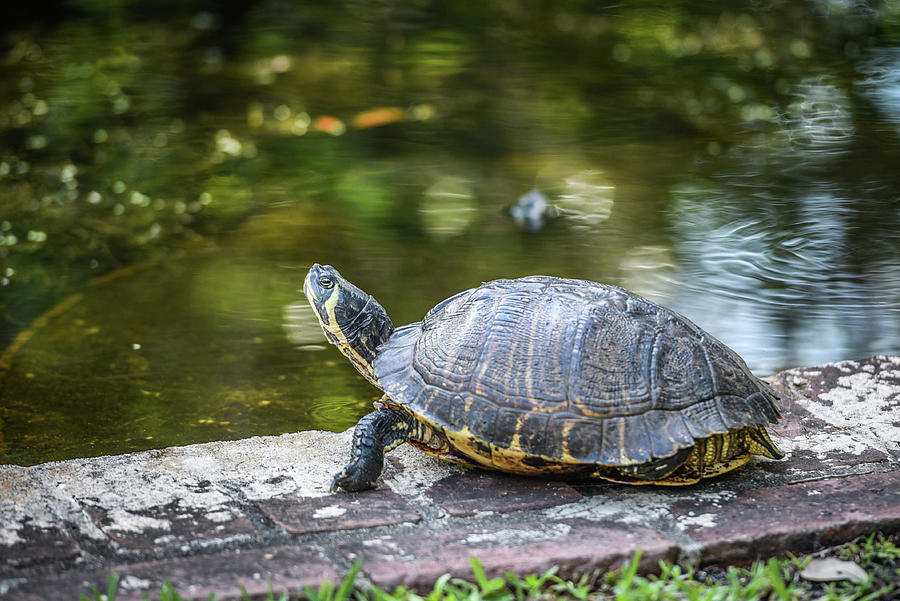 Slider Photograph by Michelle Schaller - Fine Art America