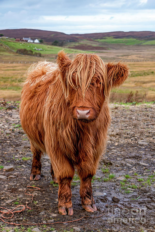 Slightly Confused Heilan Coo Photograph by Elizabeth Dow