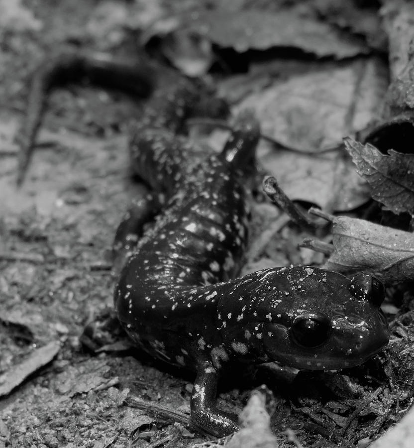 Slimy Salamander Photograph by Joshua Bales