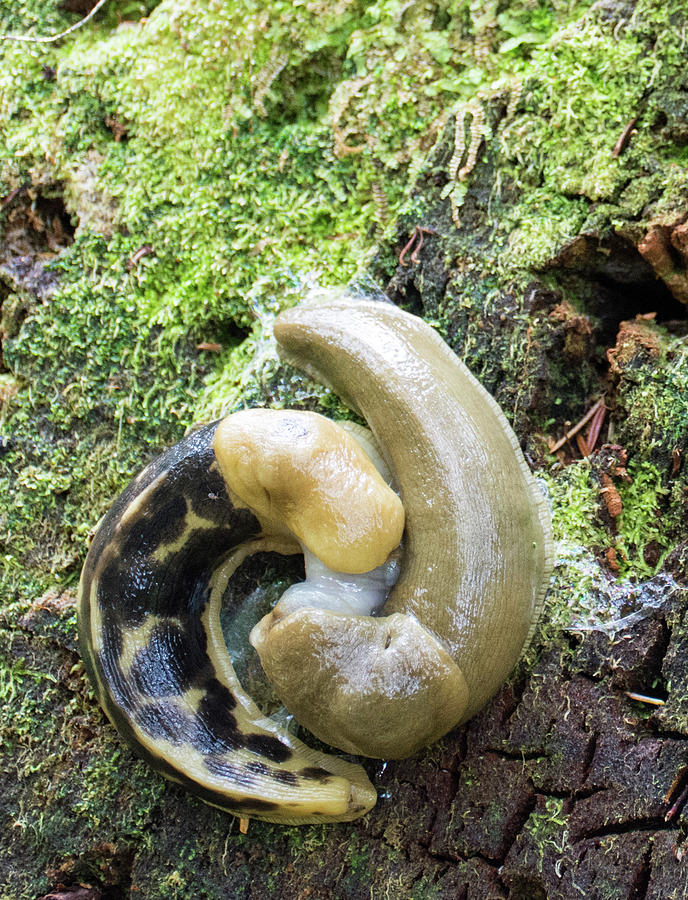 Slimy Snuggling Snails Photograph by Bruce Gourley