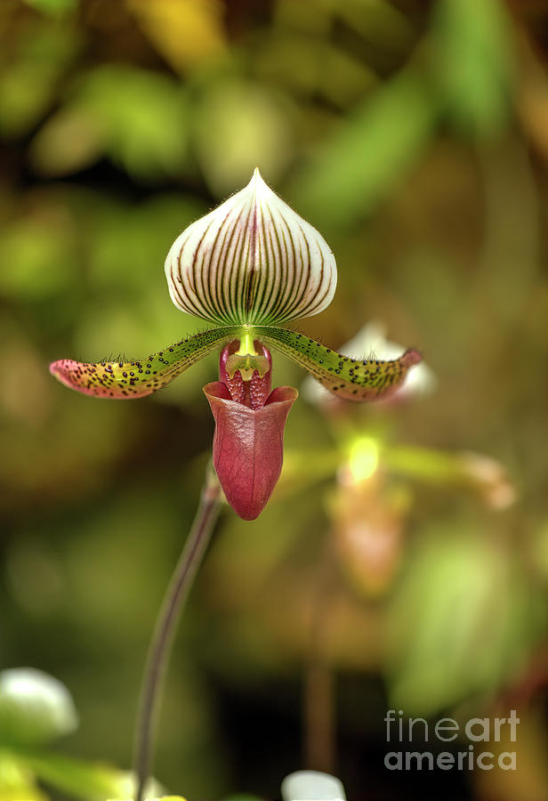 Slipper Orchid Photograph by Felix Lai