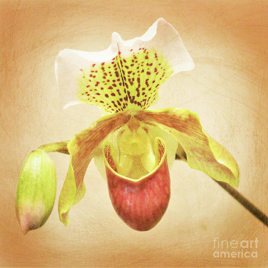 Slipper Orchid Photograph by Tina Uihlein
