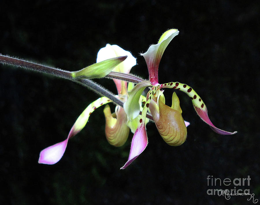 Slipper Orchids Photograph by Mariarosa Rockefeller