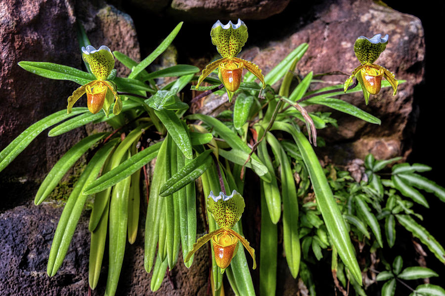Slipper Orchids Photograph by Micah Offman