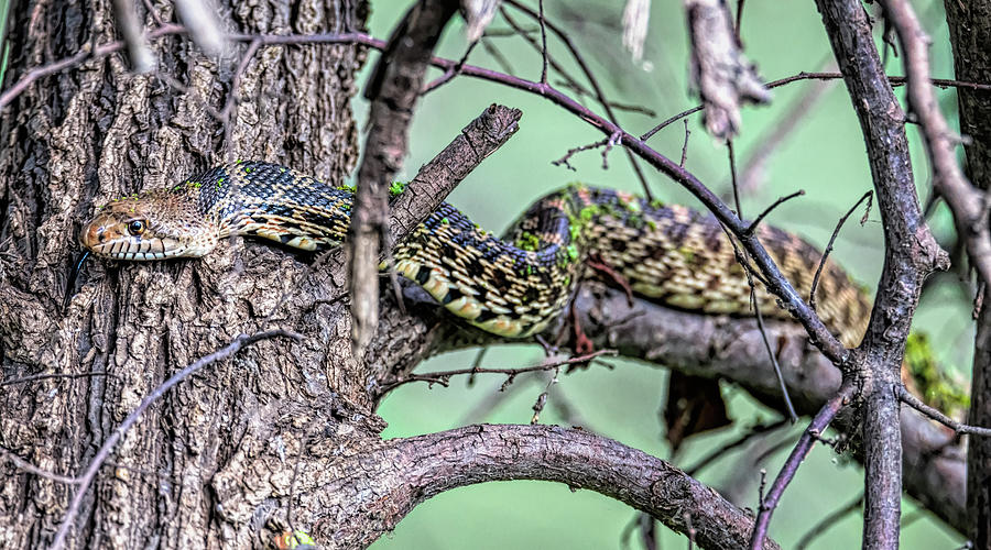 Slithering Snake Photograph by Debra Martz
