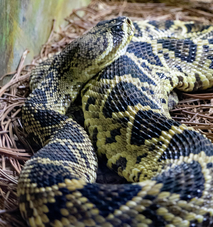 Slithering Snake Photograph by Margaret Zabor - Fine Art America