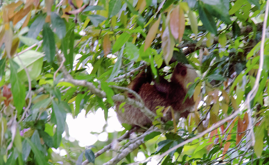 Sloth enjoys being home Photograph by Patricia Lawrence - Fine Art America