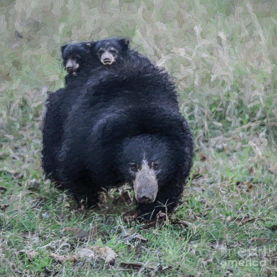Sloth bear mum with two tiny cubs on her back Digital Art by Liz Leyden