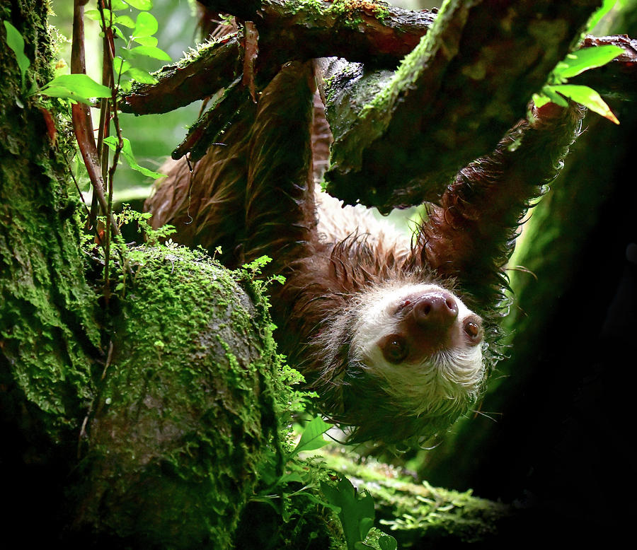 Sloth Curiosity Photograph by Karen Wiles