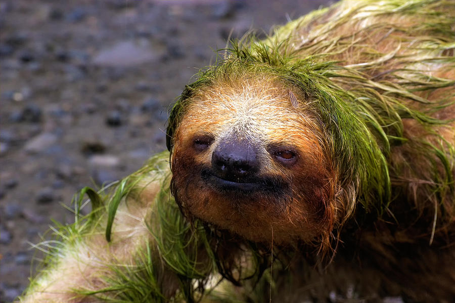 Sloth Portrait Photograph by Brett Maurer