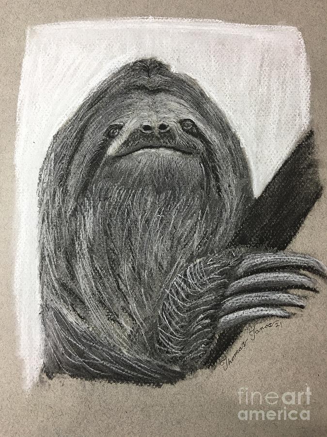 Sloth Drawing by Thomas Janos