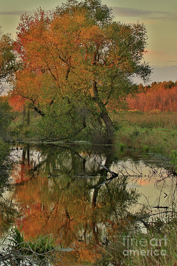 Slough Autumn Reflections Photograph by Bernard Kaiser