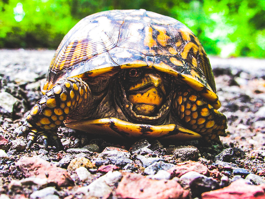 Slow And Steady Photograph by Micah Turner - Fine Art America