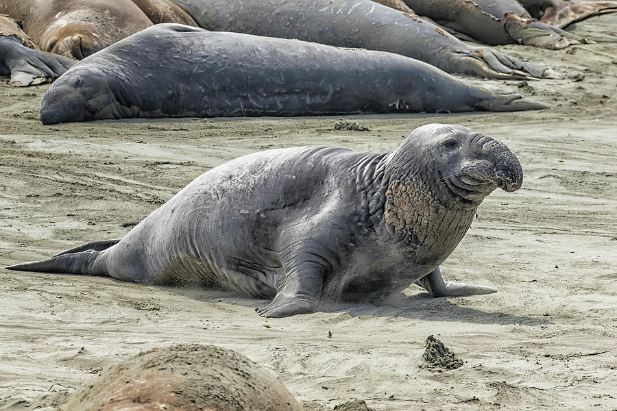 Slow Going Elephant Seal Photograph by Belinda Greb