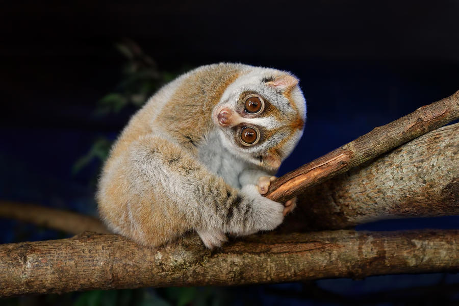 Slow Loris Photograph by Freder