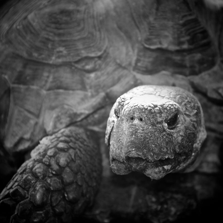 Slow Tortoise Photograph by Dana Hirschberg - Fine Art America