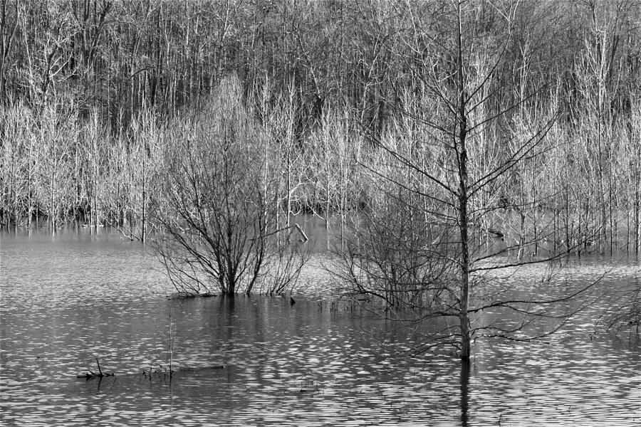 Slowly going under Photograph by LL Murray - Fine Art America