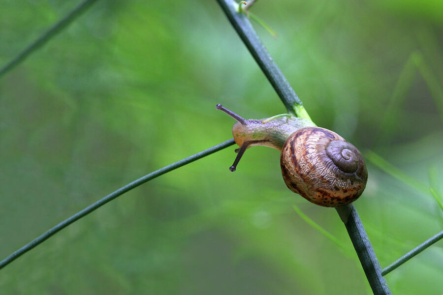 Snail Photograph - Slowly, Slowly - Young Snail by Siene Browne Snail Photograph - Slowly, Slowly - Young Snail by Siene Browne