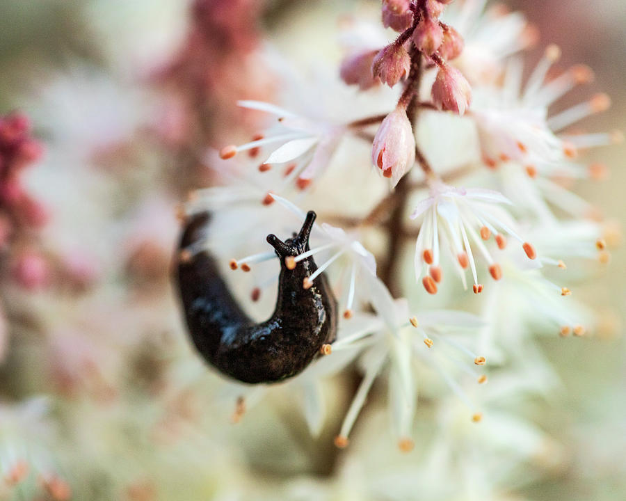 Slug In The Garden - Macro Photography Photograph by Amelia Pearn
