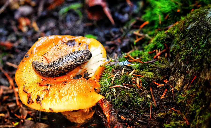 Slug on Mushroom Photograph by Evan Foster