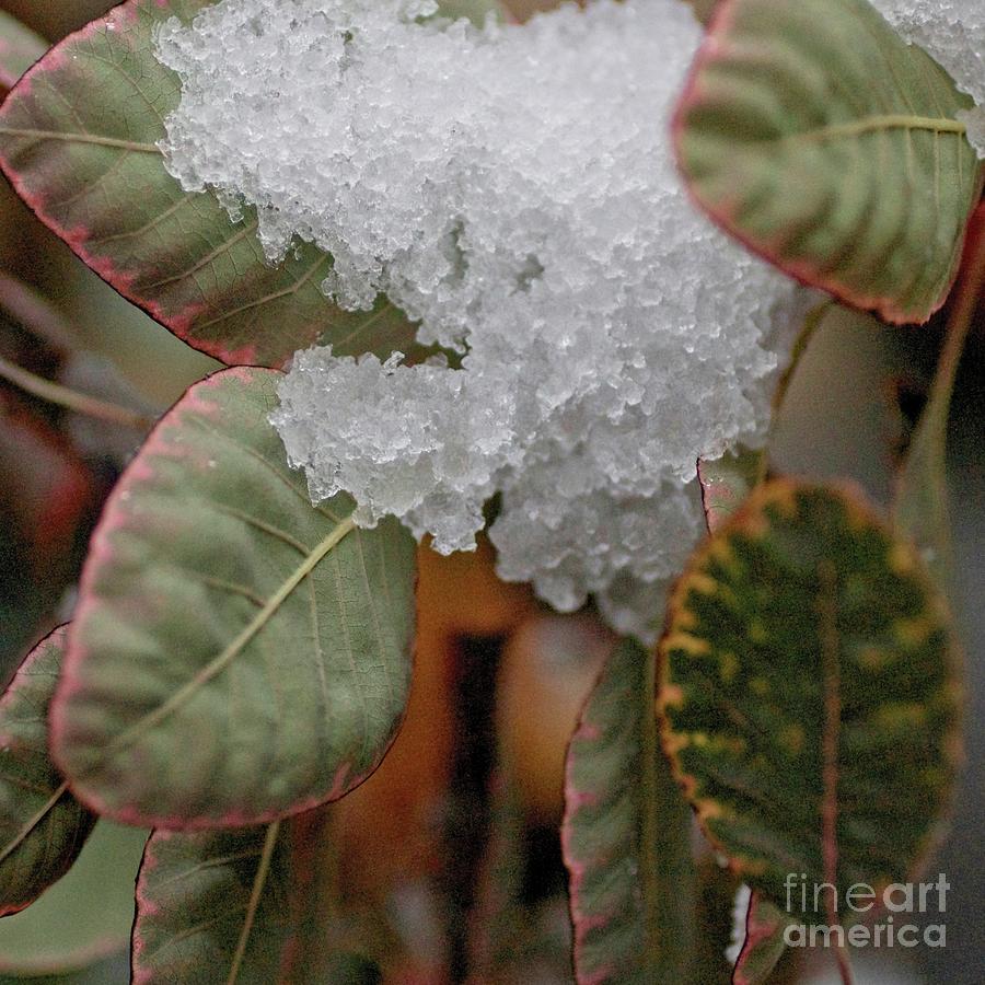 Foliage Photograph - Slushy Leaves by Patricia Youngquist