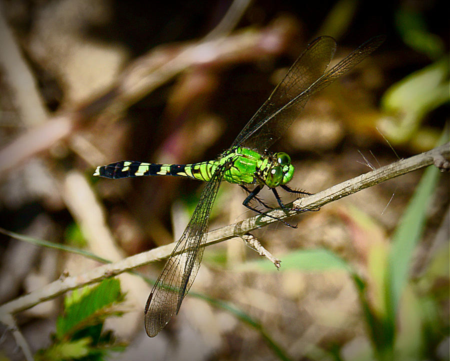Sly Dragonfly Photograph by Michael Pugh