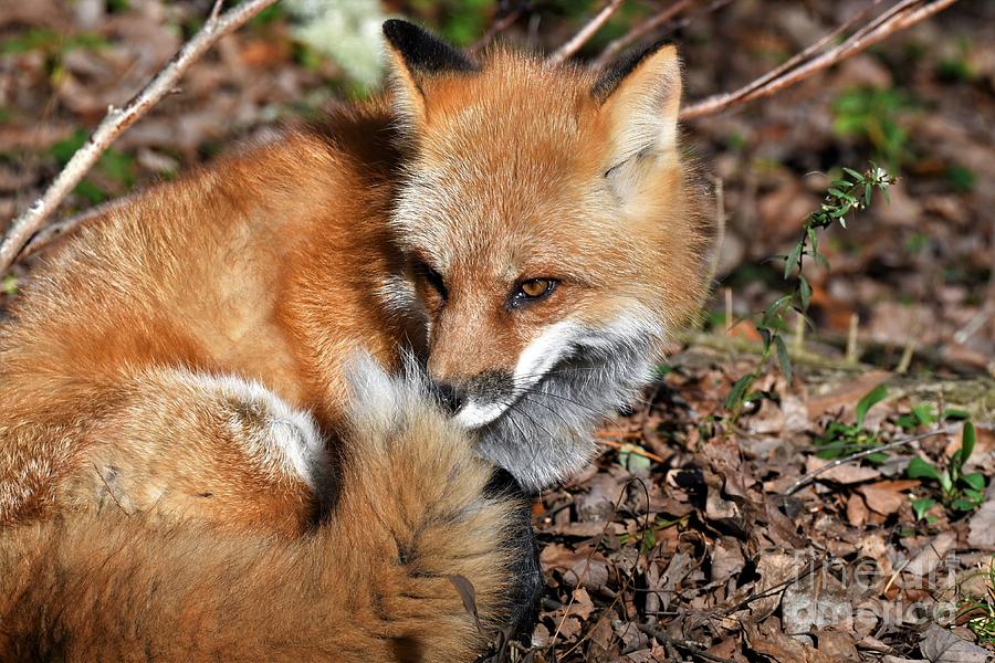 Sly Fox Photograph by Julie Adair