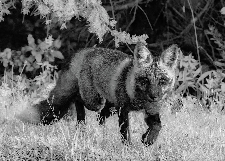 Sly Guy From PEI, Black and White Photograph by Marcy Wielfaert