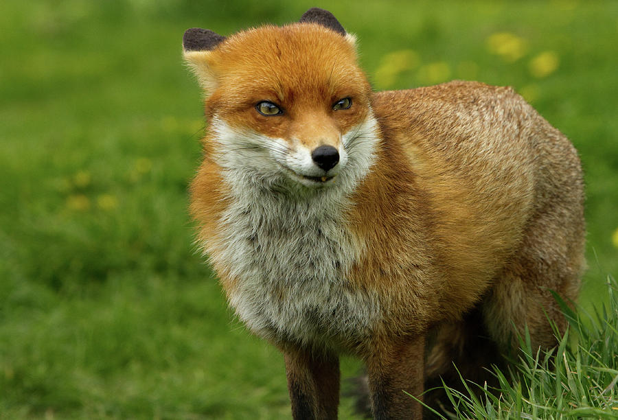 Sly old fox, with ears flat aginat his head Photograph by Paula Joyce ...