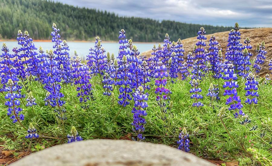 Sly Park Lupine Photograph by Steph Gabler