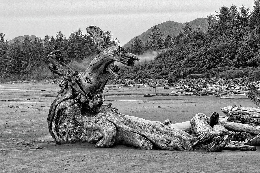 Smaug At The Beach Photograph by Steve Raley - Fine Art America