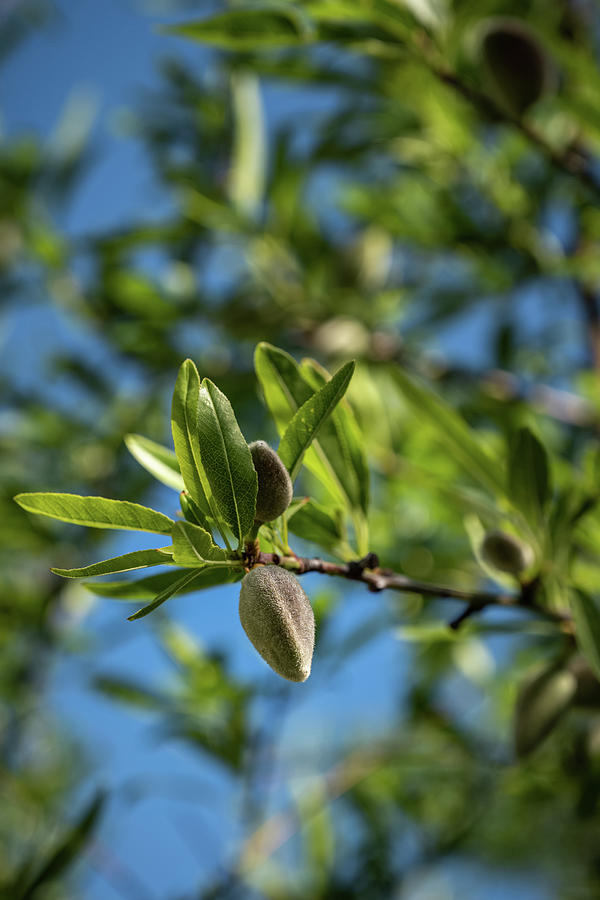 Small almond nut developing on tree Photograph by Jon Ingall - Fine Art ...