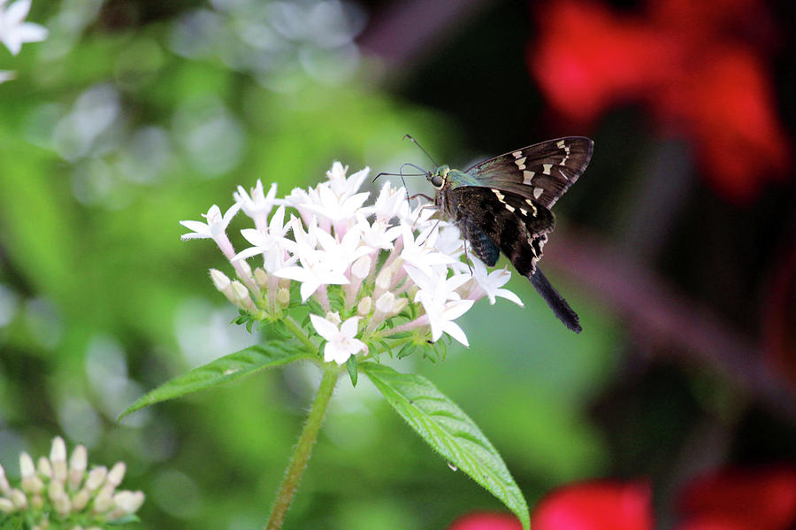 Small And Beautiful Butterfly Photograph by Cynthia Guinn