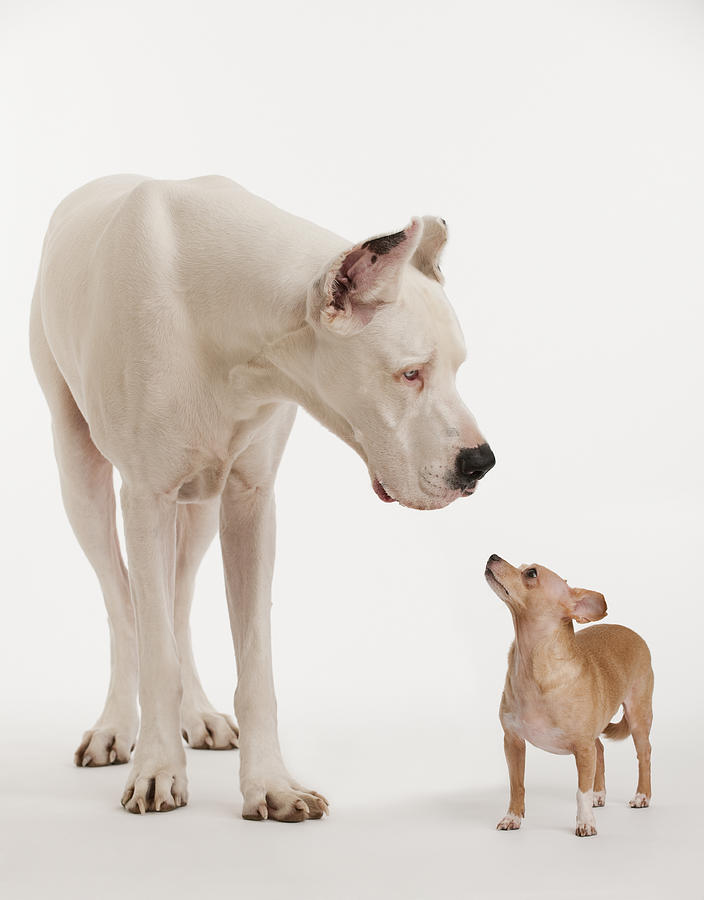 Small and large dogs looking at each other Photograph by Tetra Images