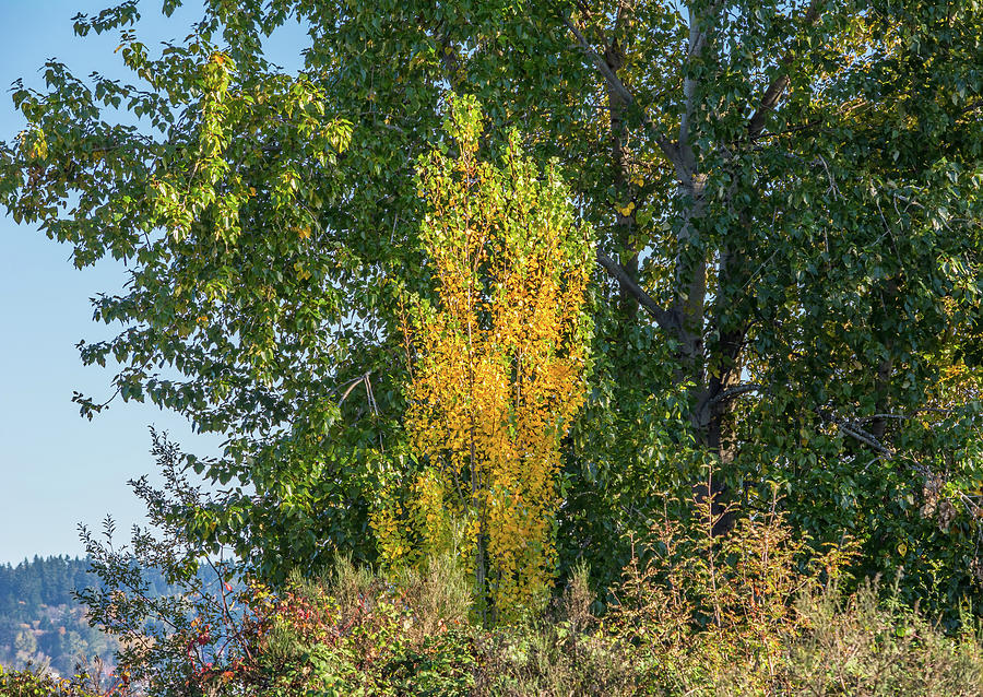 Small Autumn Tree In Sunlight Photograph