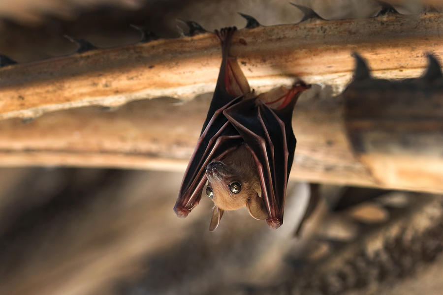 Small bat hanging on the tree Photograph by Rapeepong Puttakumwong