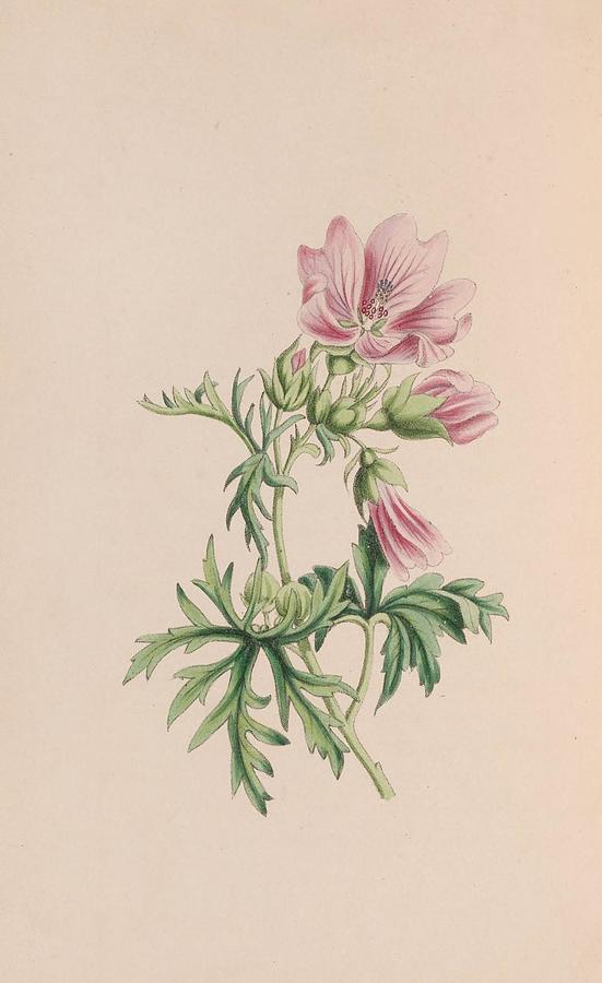 Small Blndweed Or Field Convolvulus Drawing by John Stevens Henslow ...