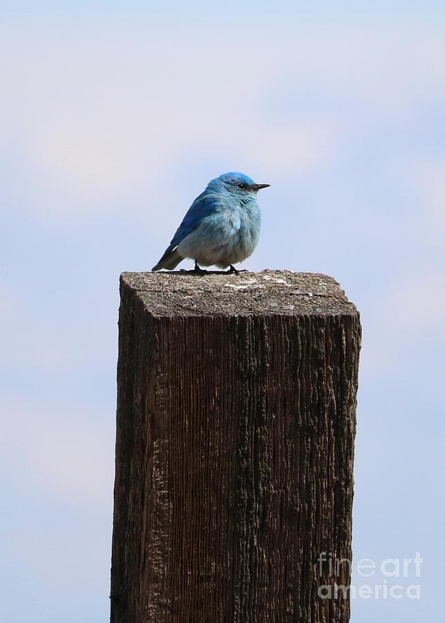 Small Bluebird on Big Post Photograph by Carol Groenen