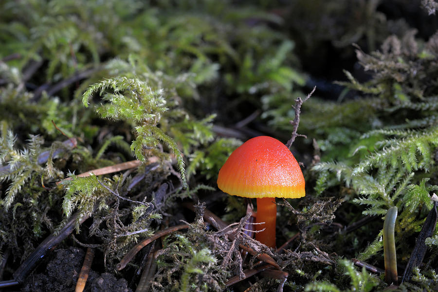 Small bright red mushroom coming up through moss Photograph by Kevin Oke
