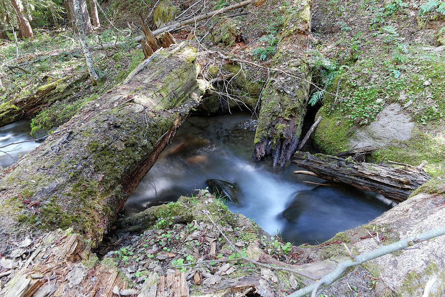 Small Brook Flowing Under A Thick Log Photograph