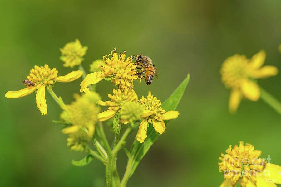 Small Bumblebee On Yellow Daisy Photograph by Jennifer White