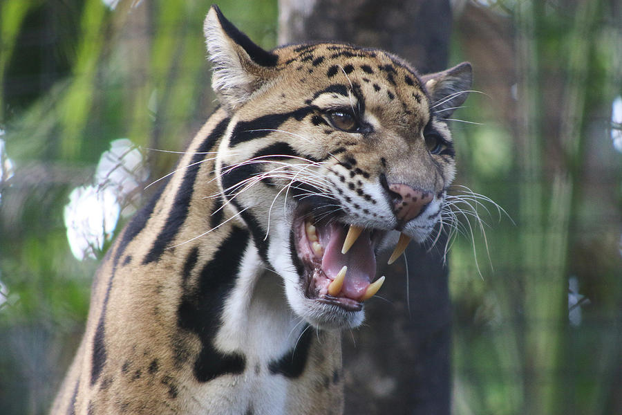Leopard Photograph - Small but Fierce by Michayla-Marie ODonnell