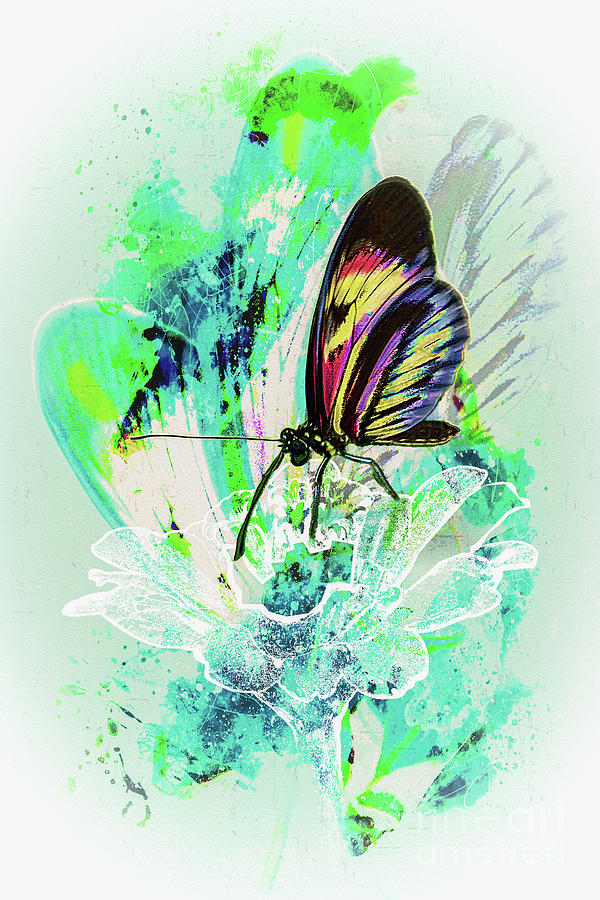Small Butterfly Digital Art by Anthony Ellis