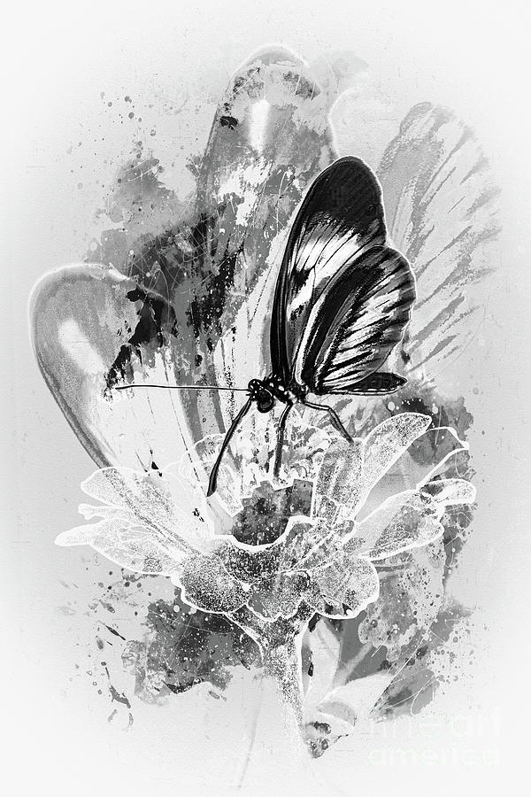 Small Butterfly - Black And White Digital Art by Anthony Ellis - Fine ...