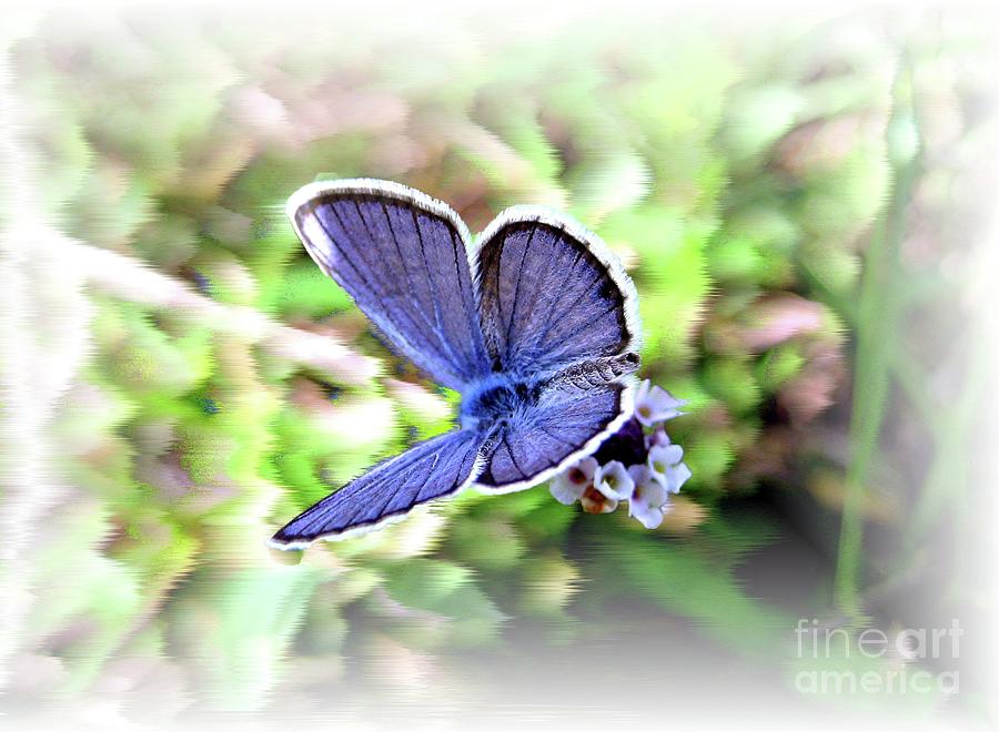 Small Butterfly  Photograph by Savannah Gibbs