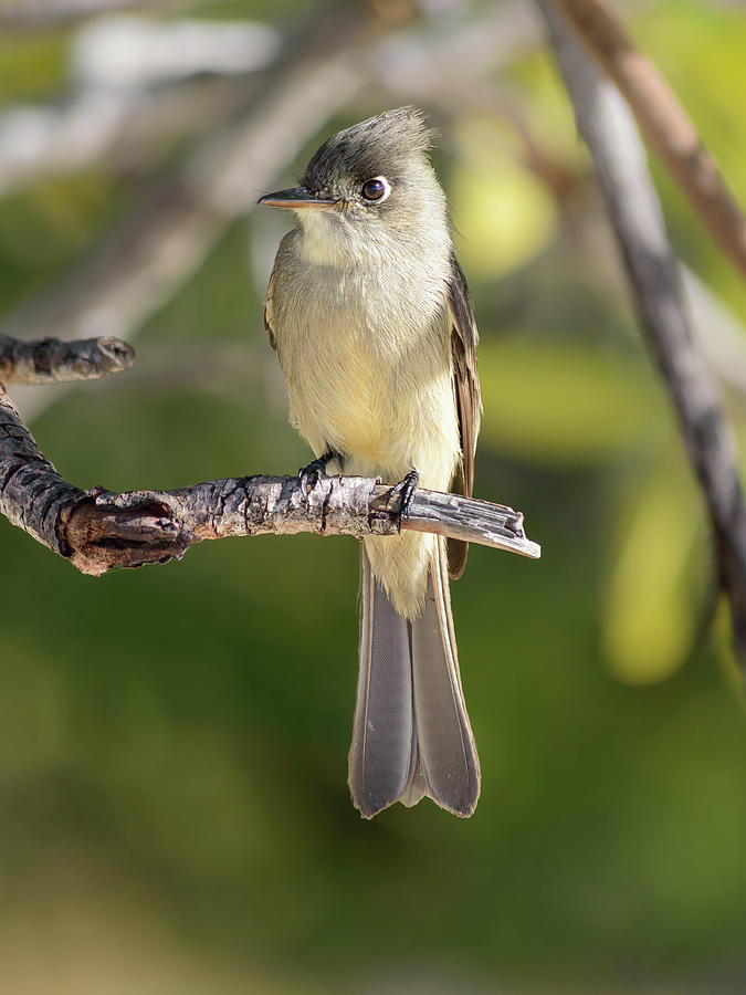 Small Cuban Bird 2 Photograph By Justin Richard Batten 